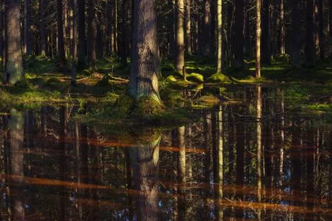 The sun's rays fall on spruce growing in moss in a swamp Stock-Fotos