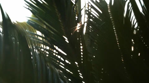 The sun's rays fall through the leaves of a large palm tree in the wind. Close Stock Footage 182123864