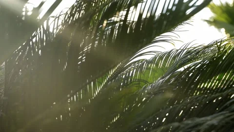 The sun's rays fall through the leaves of a large palm tree in the wind. Close Stock Footage 182562229