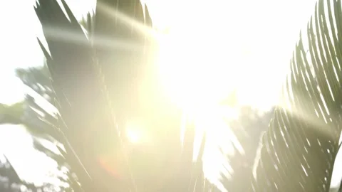 The sun's rays fall through the leaves of a large palm tree in the wind. Close Stock Footage 182562445