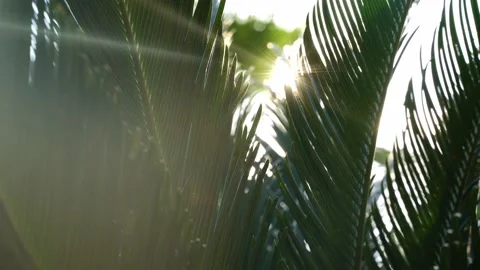 The sun's rays fall through the leaves of a large palm tree in the wind. Close Stock Footage 182562808