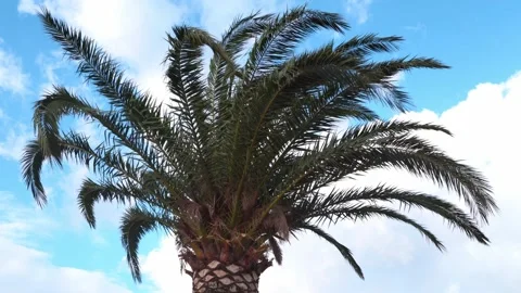 The sun's rays fall through the leaves of a large palm tree in the wind. Close Stock Footage 183046438