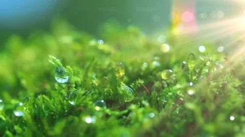 The sun's rays falling into the lens. Shot macro plan green moss with raindrops, Stock Footage 90512790