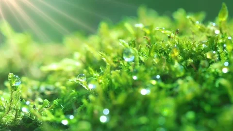 The sun's rays falling into the lens. Shot macro plan green moss with raindrops, Video stock 90512795