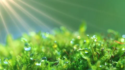 The sun's rays falling into the lens. Shot macro plan green moss with raindrops, Stock Footage 90512796