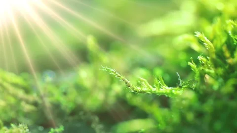 The sun's rays falling into the lens. Shot macro plan green moss with raindrops, Stock Footage 90512797