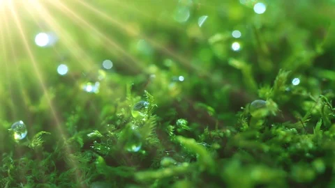 The sun's rays falling into the lens. Shot macro plan green moss with raindrops, Stock Footage 90512799