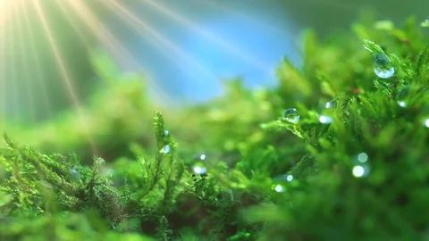 The sun's rays falling into the lens. Shot macro plan green moss with raindrops, Stock Footage 90512801