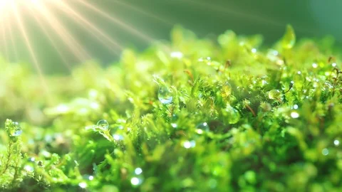 The sun's rays falling into the lens. Shot macro plan green moss with raindrops, Stock Footage 90512804