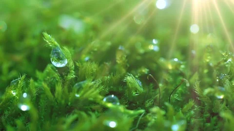 The sun's rays falling into the lens. Shot macro plan green moss with raindrops, Stock Footage 90512806