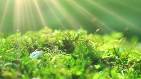 The sun's rays falling into the lens. Shot macro plan green moss with raindrops, Stock Footage 90512809