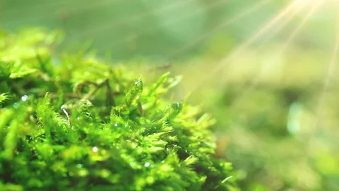 The sun's rays falling into the lens. Shot macro plan green moss with raindrops, Video stock 90512813