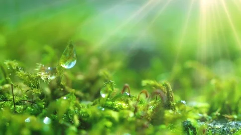 The sun's rays falling into the lens. Shot macro plan green moss with raindrops, Stock Footage 90512814