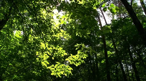 The sun's rays filtering through the dense foliage Stock Footage 54900768
