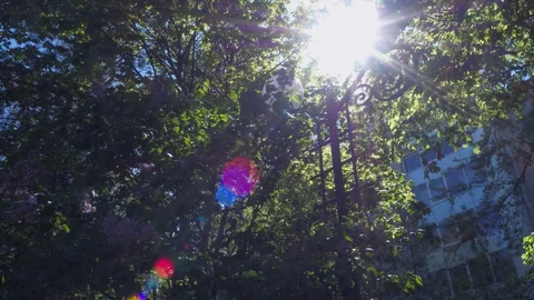 The suns rays flicker between the leaves of trees, spring greens in the park Stock Footage 128302356