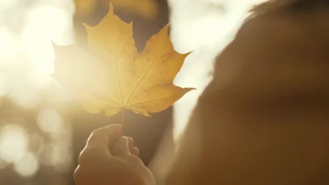 The sun's rays flicker through a colorful maple leaf in a female hand Stock Footage 219411678