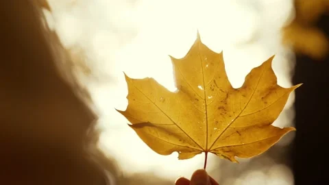 The sun's rays flicker through a colorful maple leaf in a female hand Stock Footage 219615310