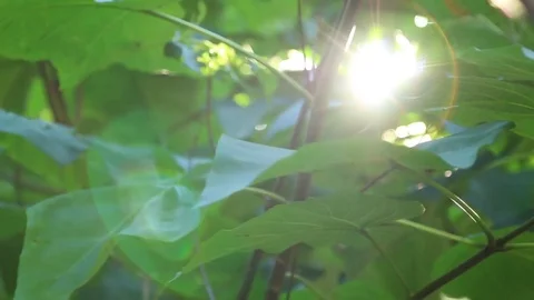 The sun's rays Stock Footage 81618827