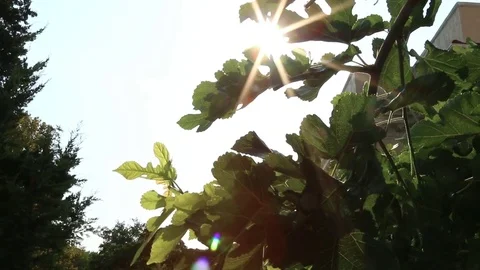 The sun's rays Stock Footage 81618863