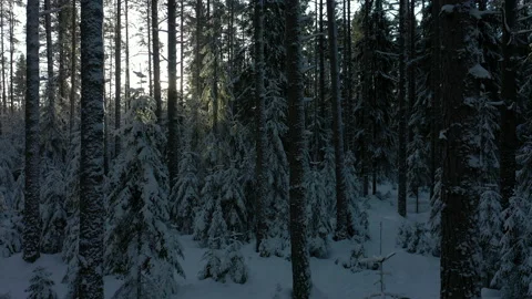 Sun's rays in forest covered snow. Spruces in snow. Forest after snowfall Stock Footage 238560517