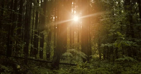 Sun's rays in forest. Stock Footage 112933738