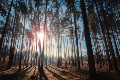 The sun's rays in the forest. Stock Photos