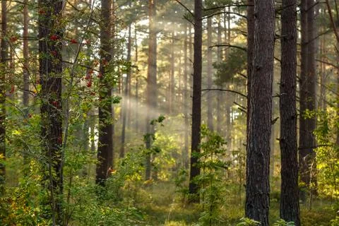 The sun's rays in the forest Stock Photos