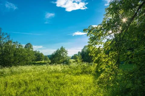 The sun's rays in the green leaves of the tree. Stock Photos
