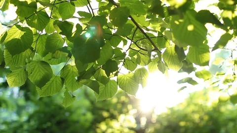 The sun's rays illuminate the branch of the tree. Stock Footage 80200615