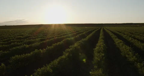 The sun's rays illuminate the field where carrots grow Stock Footage 234081475