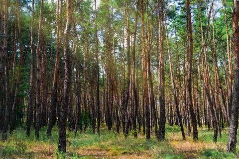 The sun's rays illuminate the trees in the forest in summer Stock Photos
