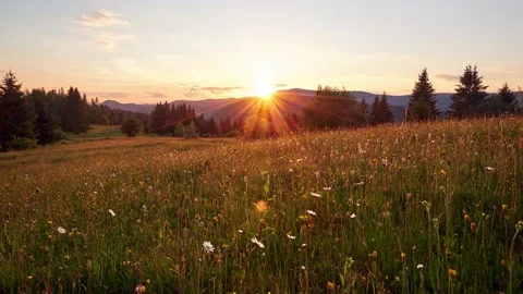 The sun's rays illuminate a wild flowering bow in the mountains in forest. Stock Footage 198224096