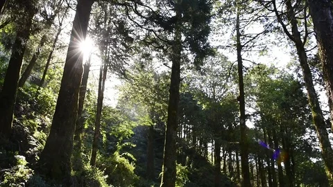 Sun's rays light with through forest trunk trees.  Stock Footage 74796514
