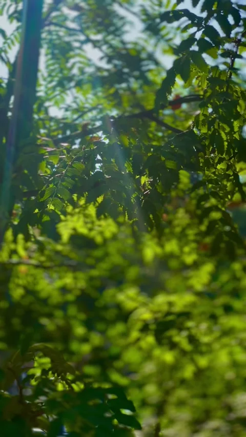 The sun's rays made their way through the leaves of the trees Video stock 280007560