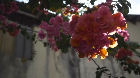 The Sun's Rays Make Their Way Through the Flowers of Bougainvillea. Slow Motion Stock Footage 66381515