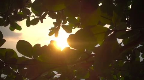 The sun's rays make their way through the crown of the tree leaves. Slow motion Stock Footage 66757564