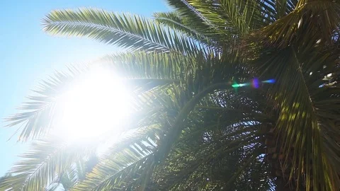 The sun's rays make their way through the branches of palm trees. Slow motion Stock Footage 81399595