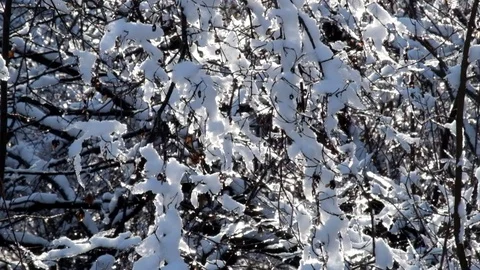 Suns rays make their way through the branches covered with snow Stock Footage 83454380