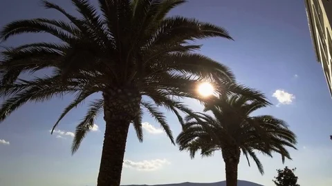 The sun's rays make their way through the leaves of the palm tree. Stock Footage 84956967