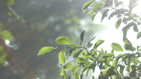 The sun's rays make their way through the greenery, the backlight Video stock 91156926