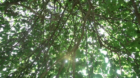 The sun's rays make their way through the crown of the apple tree, slow motion Stock Footage 92595981