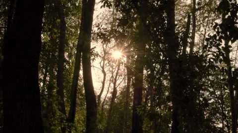 The sun's rays make their way through the leaves. Leaves sway in the wind. Vídeos de archivo 94828923