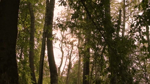 The sun's rays make their way through the leaves. Vídeo Stock 94829027