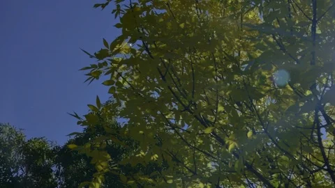 The sun's rays make their way through the yellow leaves against the blue sky Stock Footage 96595848
