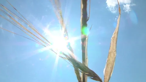 The sun's rays make their way through the ears of barley Stock Footage 99319033
