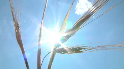 The sun's rays make their way through the ears of barley Stock Footage 99319313