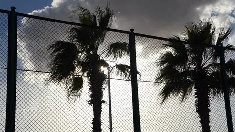 The sun's rays make their way through the leaves of the palm tree Stock Footage 105686049