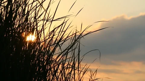 The sun's rays make their way through the tall grass Stock Footage 107398086