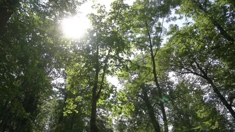 The sun's rays make their way through the foliage of tall trees in the city park Stock Footage 108305234