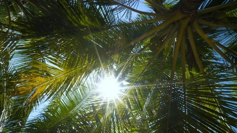 The sun's rays make their way through the leaves of the palm tree. Sun shining Stock Footage 108433235